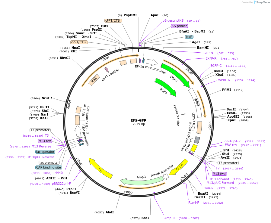 110834-plasmid-map-sequence-id-211329
