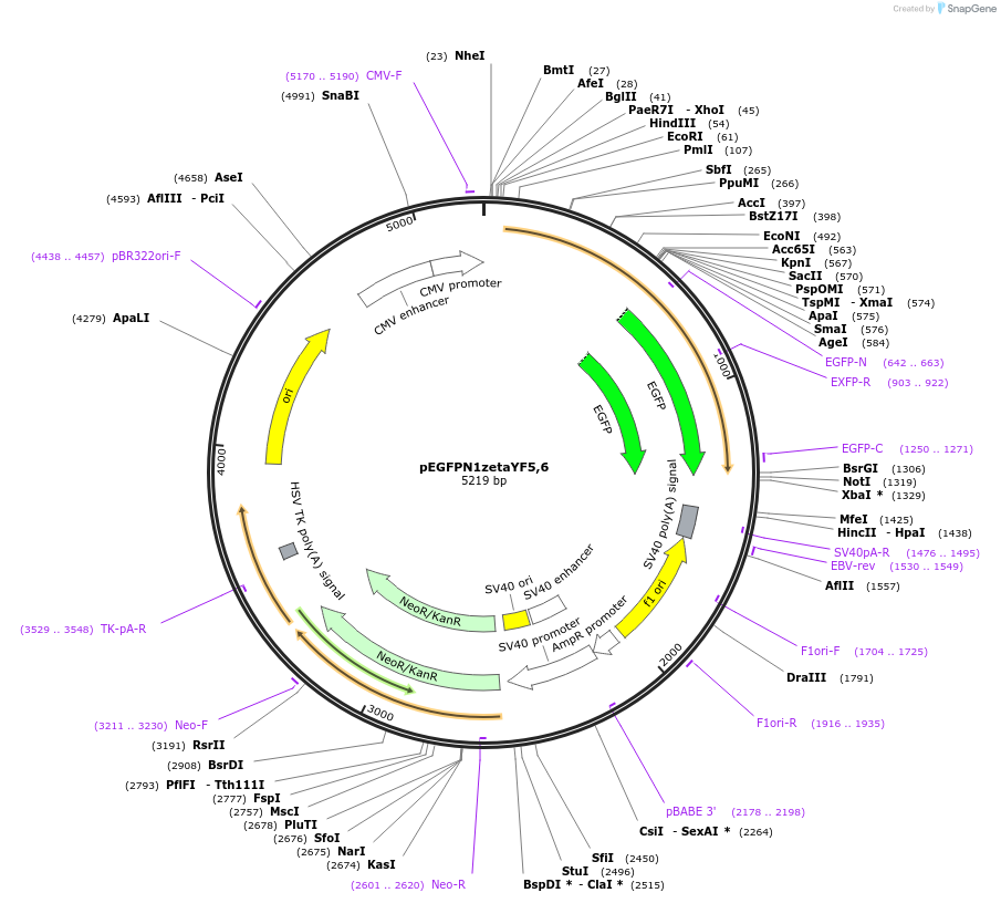 109294-plasmid-map-sequence-id-211330