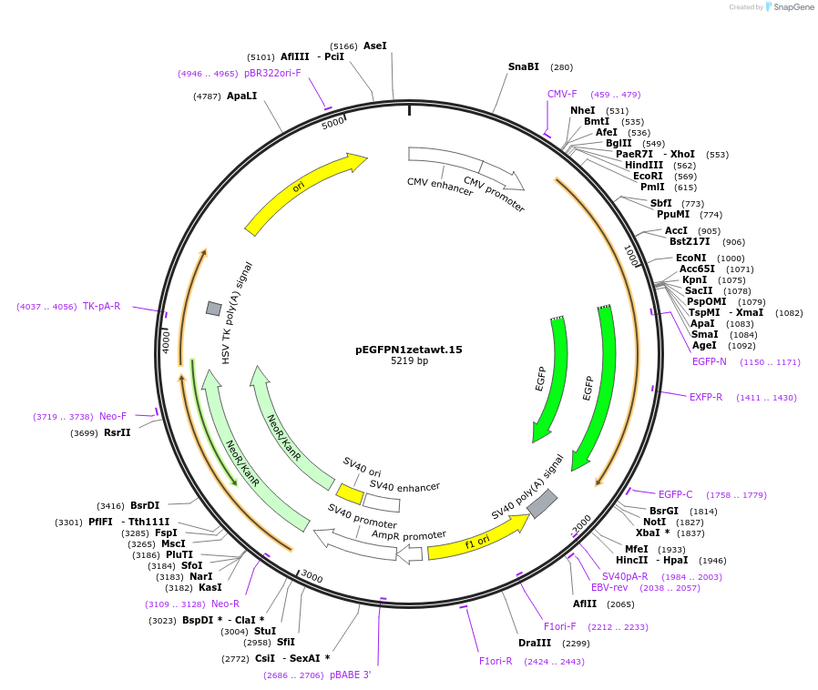 109291-plasmid-map-sequence-id-211333