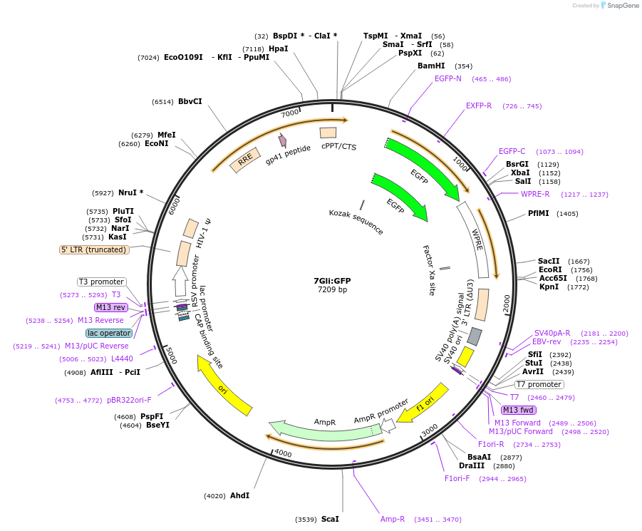 110494-plasmid-map-sequence-id-211334