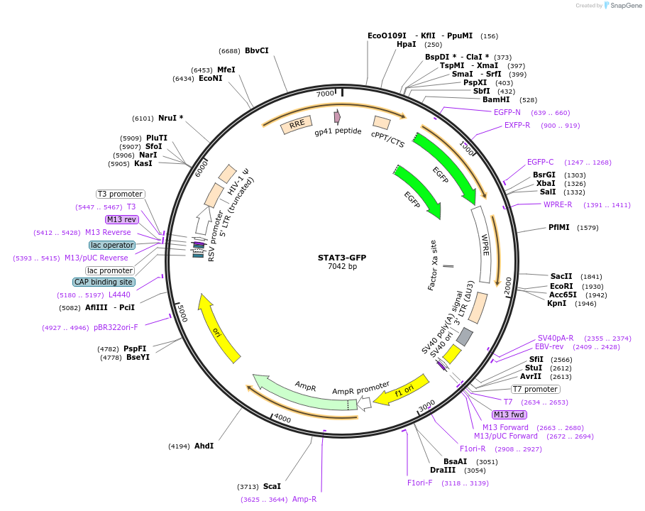 110495-plasmid-map-sequence-id-211335