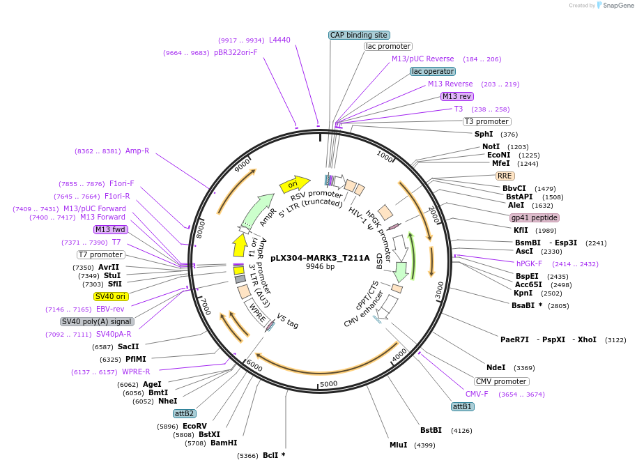 107236-plasmid-map-sequence-id-211345