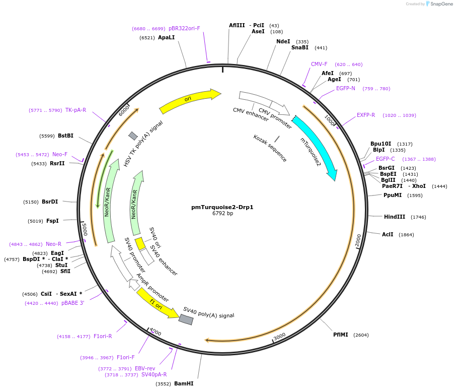 110946-plasmid-map-sequence-id-211347