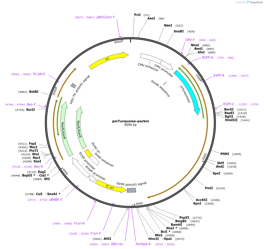110945-plasmid-map-sequence-id-211349