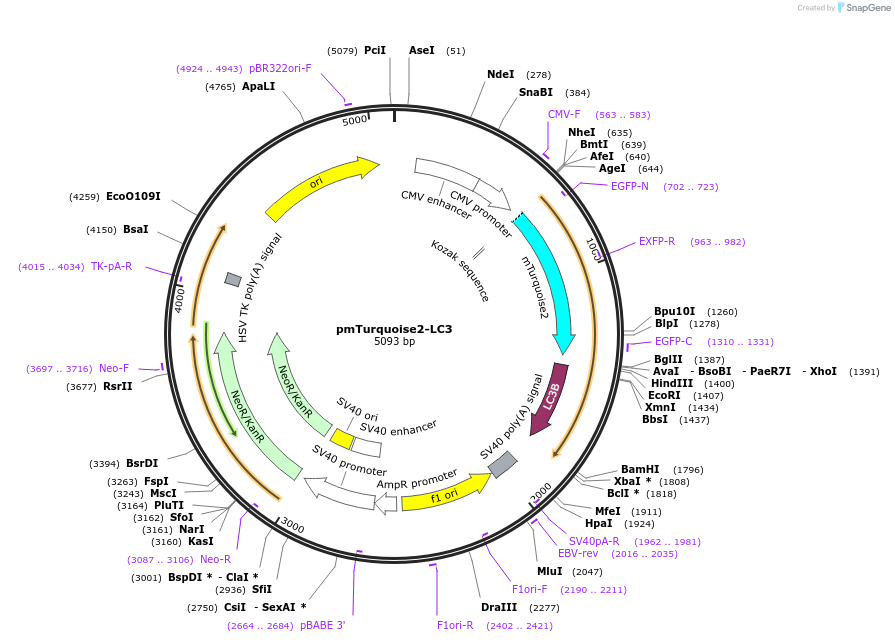 110947-plasmid-map-sequence-id-211354