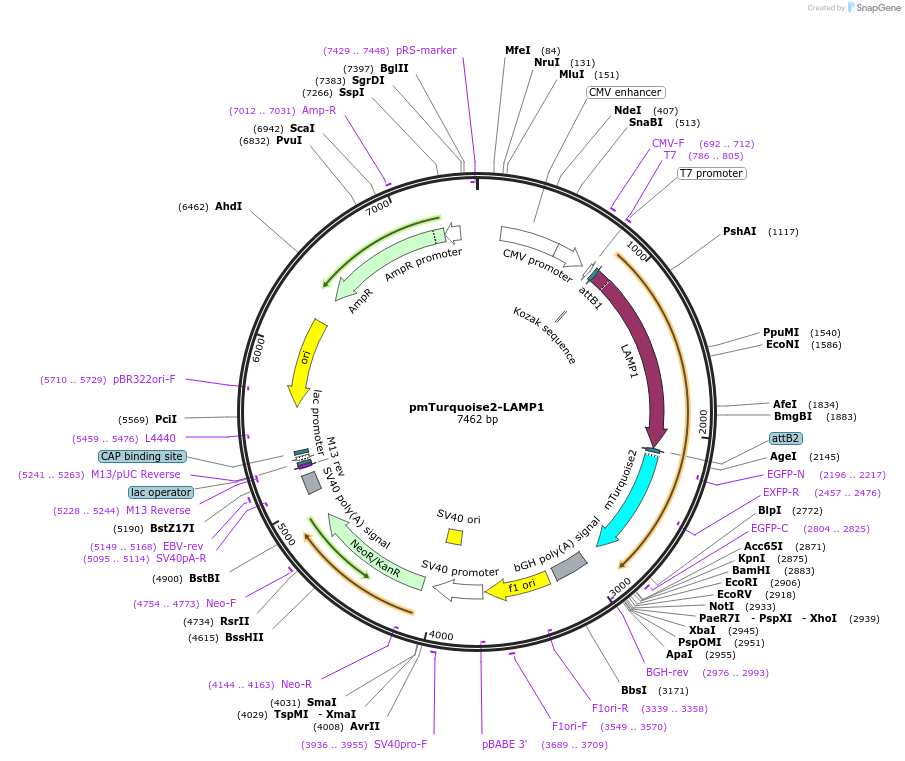 110948-plasmid-map-sequence-id-211364