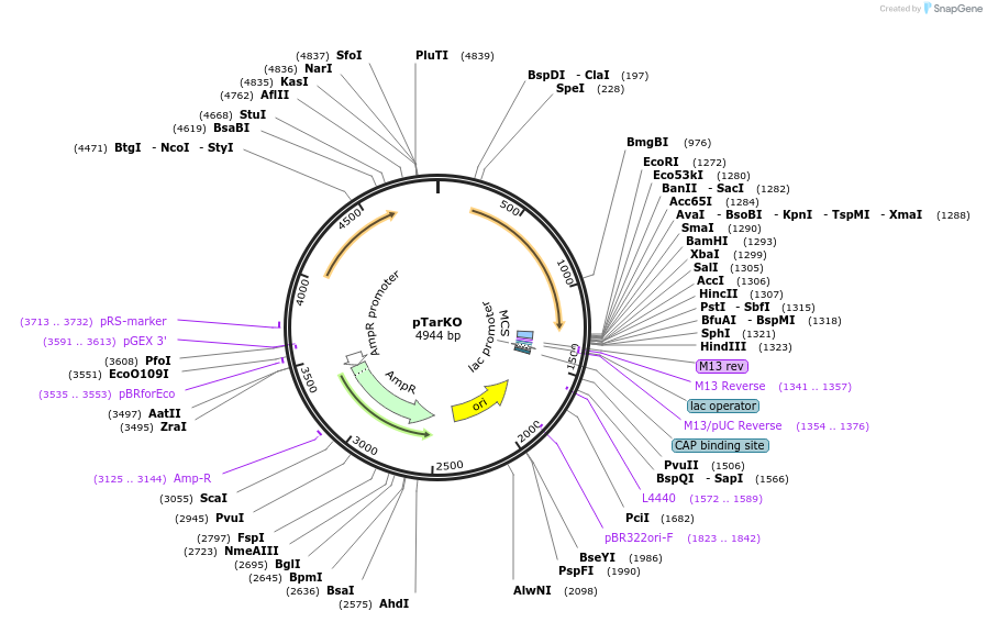 110540-plasmid-map-sequence-id-211369