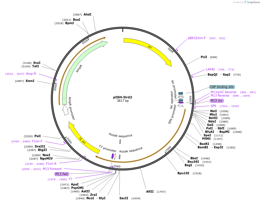 105482-plasmid-map-sequence-id-211377
