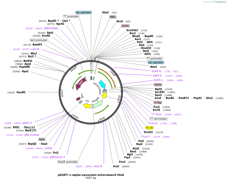 110061-plasmid-map-sequence-id-211385