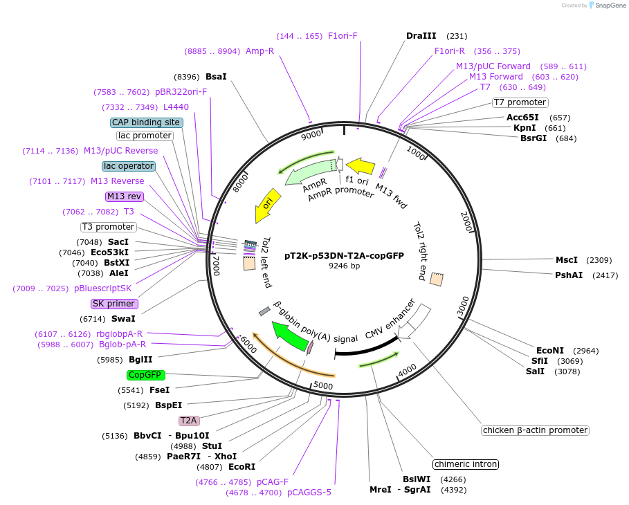 109229-plasmid-map-sequence-id-211386