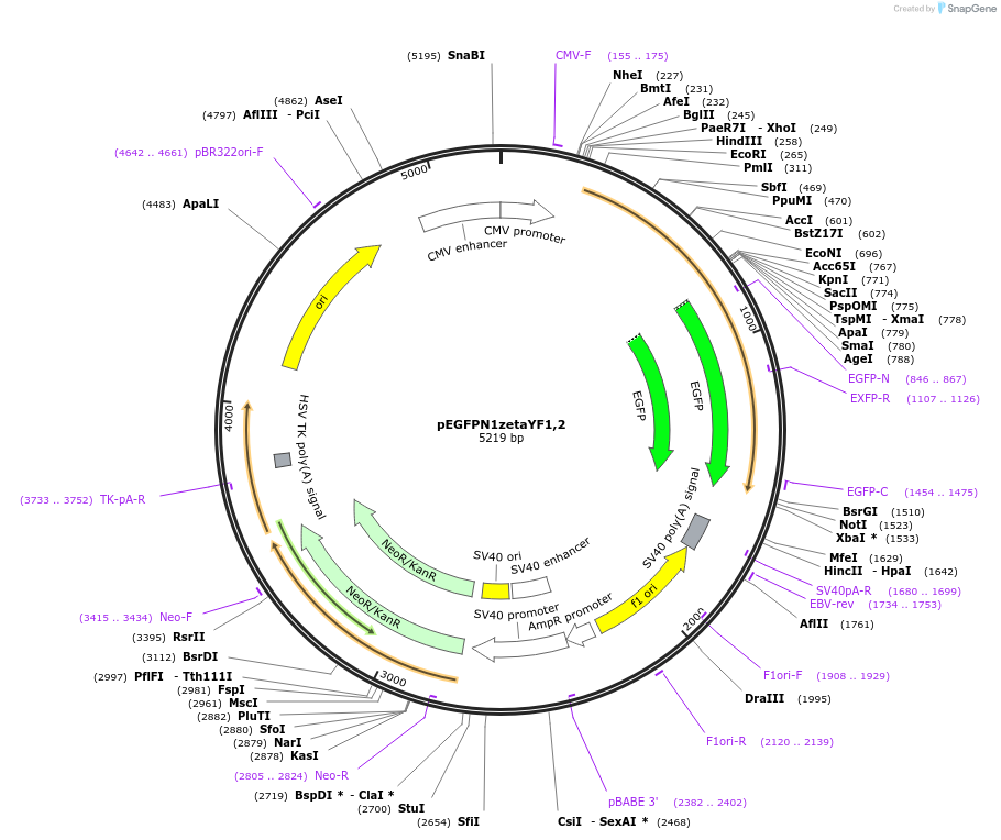 109292-plasmid-map-sequence-id-211388