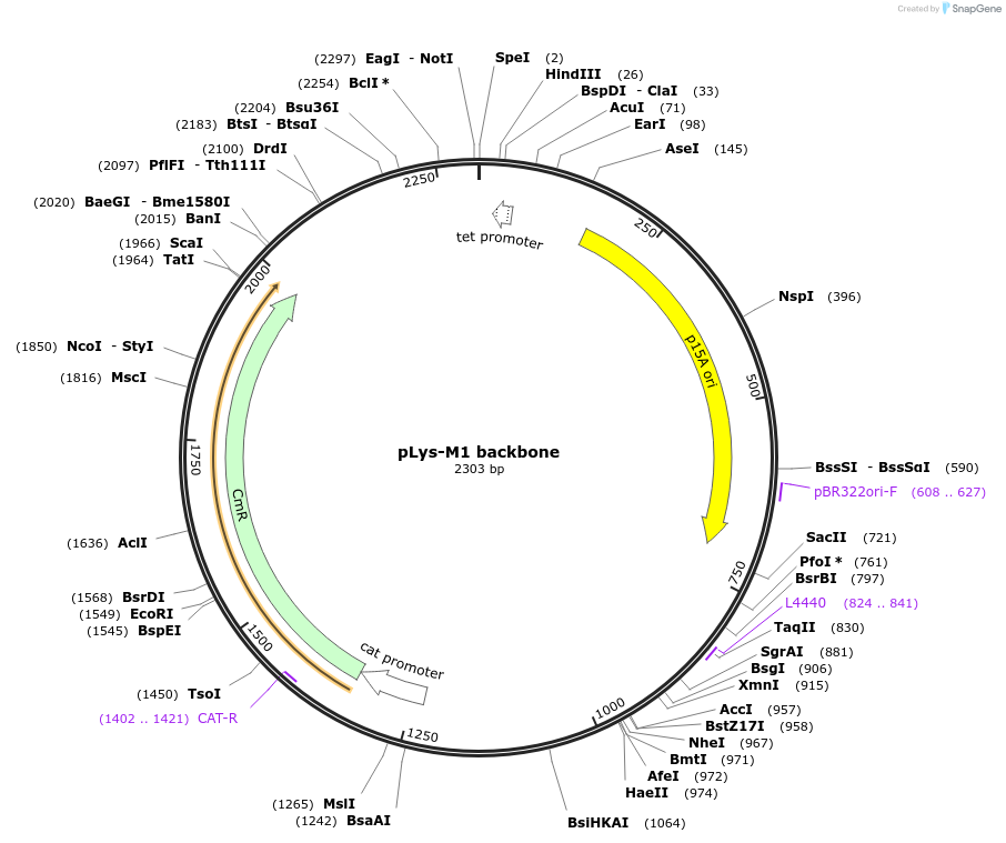 109386-plasmid-map-sequence-id-211392