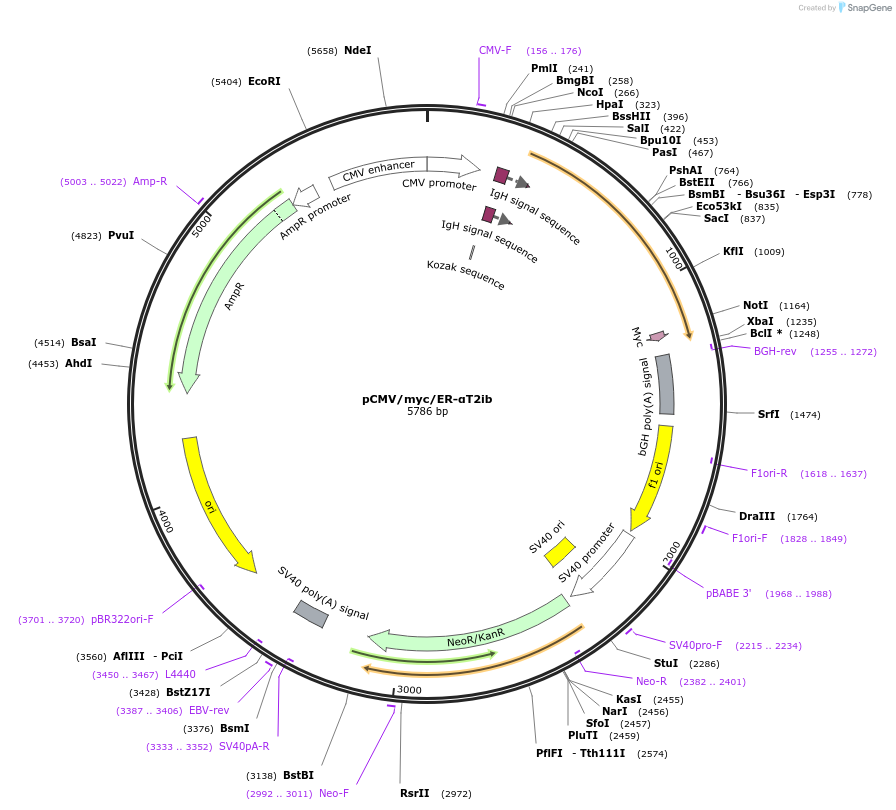 110769-plasmid-map-sequence-id-211398