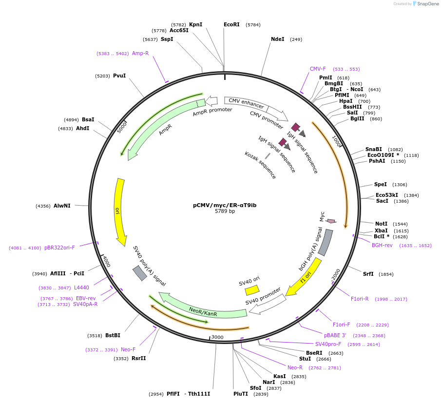 110768-plasmid-map-sequence-id-211399