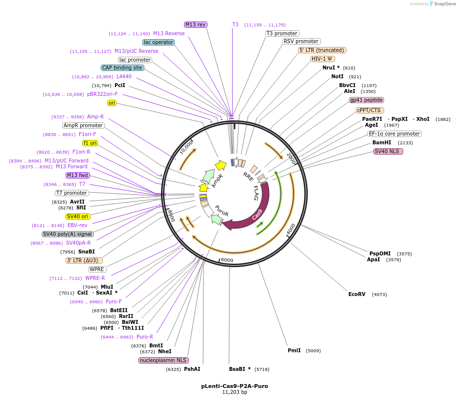 110837-plasmid-map-sequence-id-211400