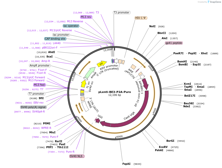 110838-plasmid-map-sequence-id-211401