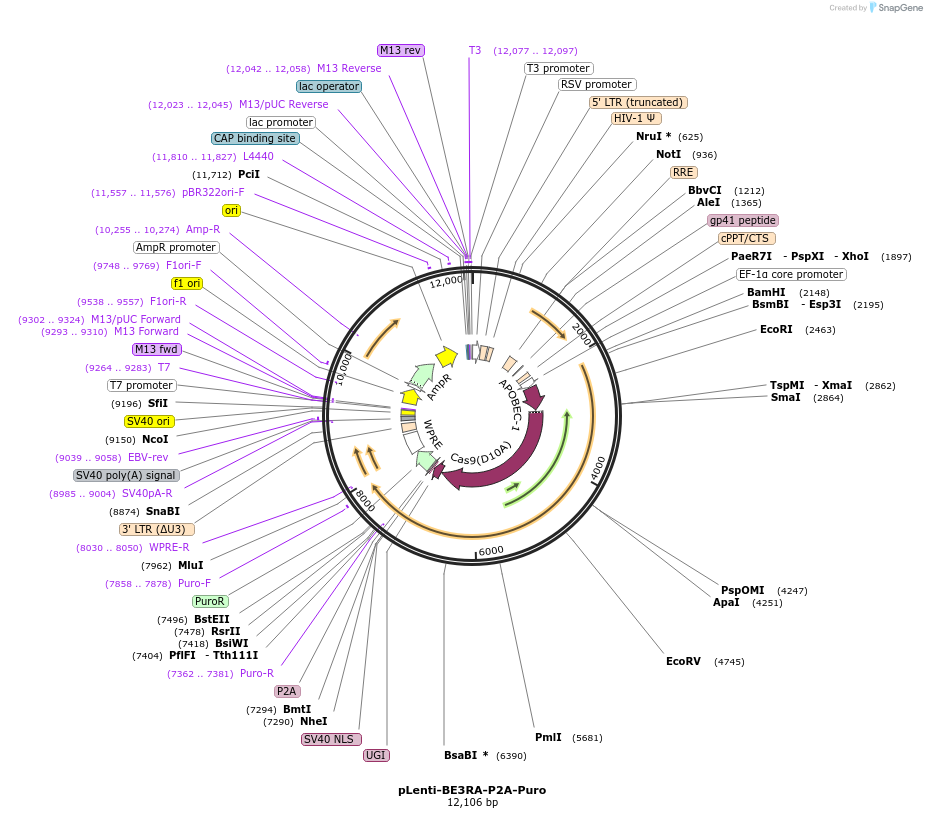 110839-plasmid-map-sequence-id-211402