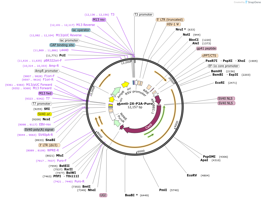 110840-plasmid-map-sequence-id-211403