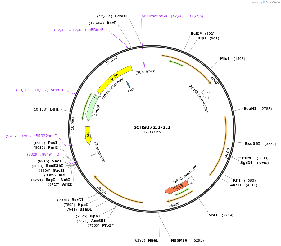 110687-plasmid-map-sequence-id-211407