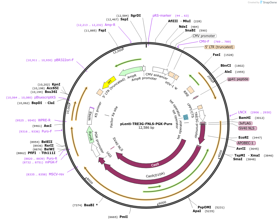 110847-plasmid-map-sequence-id-211411