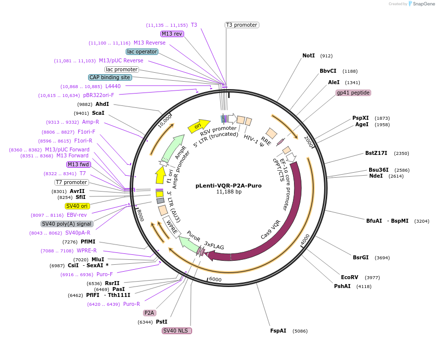 110848-plasmid-map-sequence-id-211412