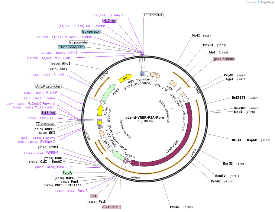 110849-plasmid-map-sequence-id-211414