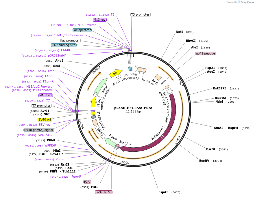 110850-plasmid-map-sequence-id-211424
