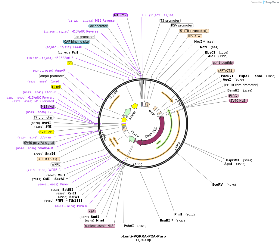 110851-plasmid-map-sequence-id-211425