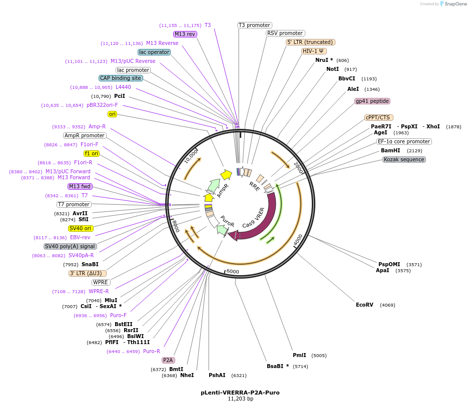 110852-plasmid-map-sequence-id-211426