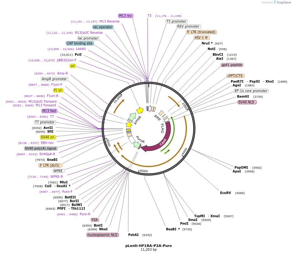 110853-plasmid-map-sequence-id-211427