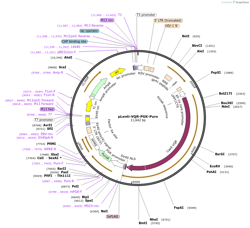 110855-plasmid-map-sequence-id-211430