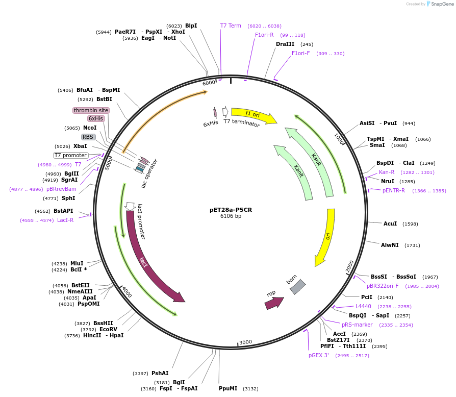 110295-plasmid-map-sequence-id-211437