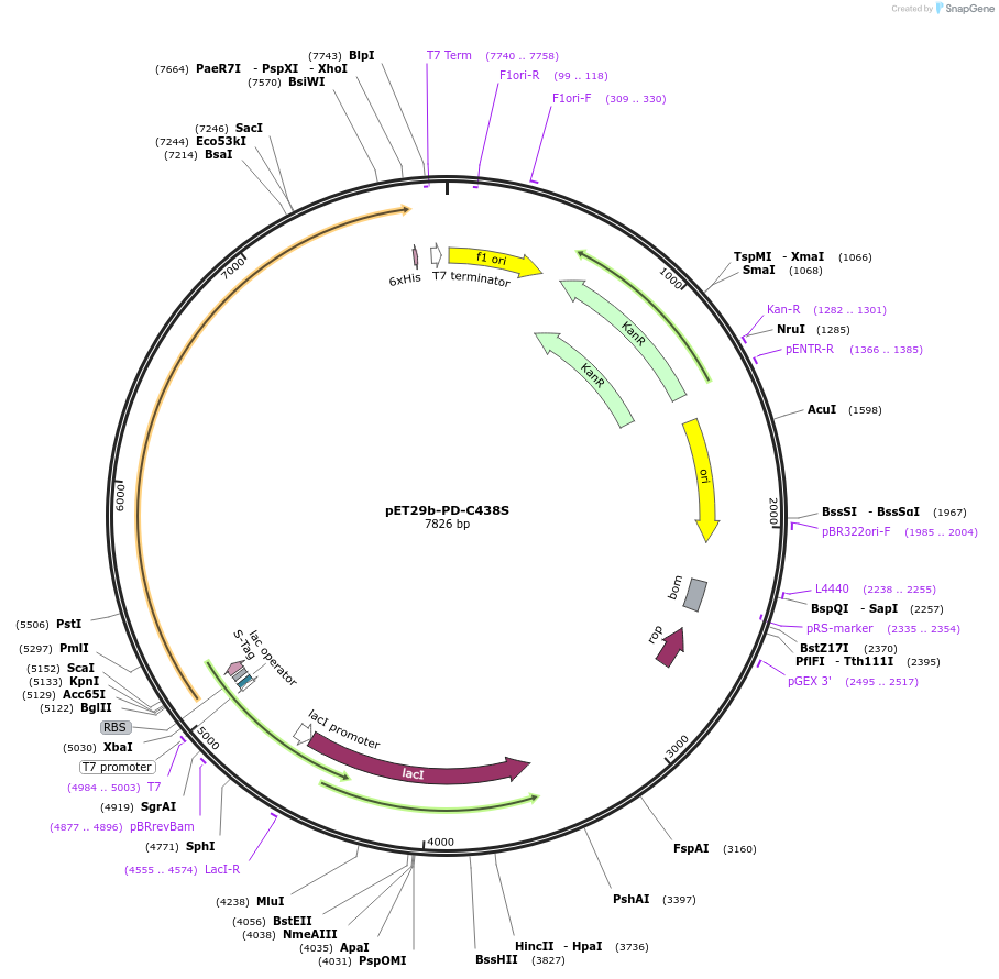 110177-plasmid-map-sequence-id-211439