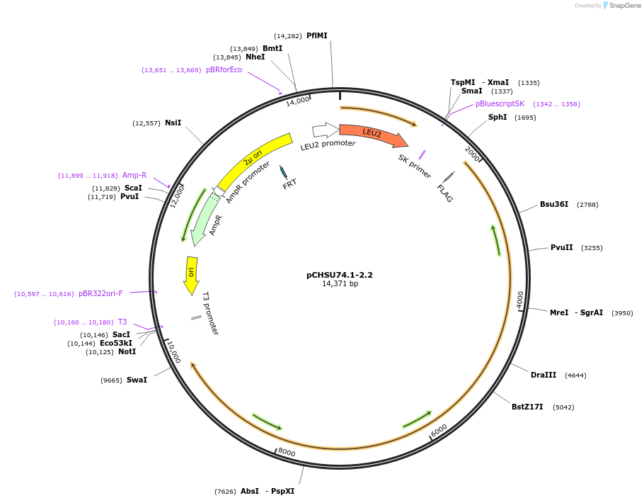 110689-plasmid-map-sequence-id-211443