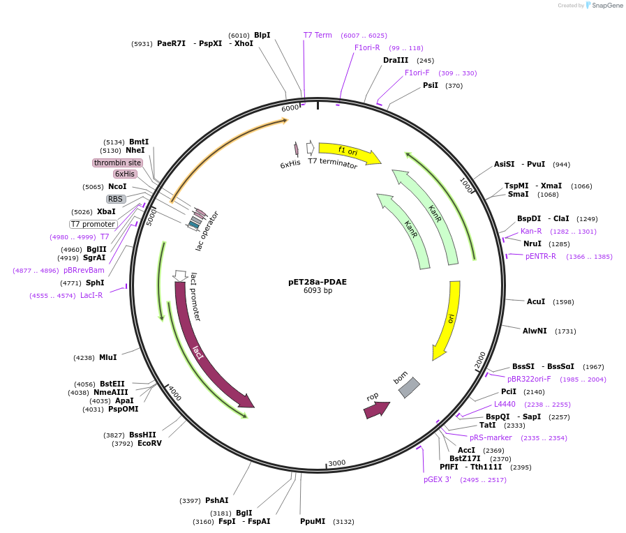 110180-plasmid-map-sequence-id-211444
