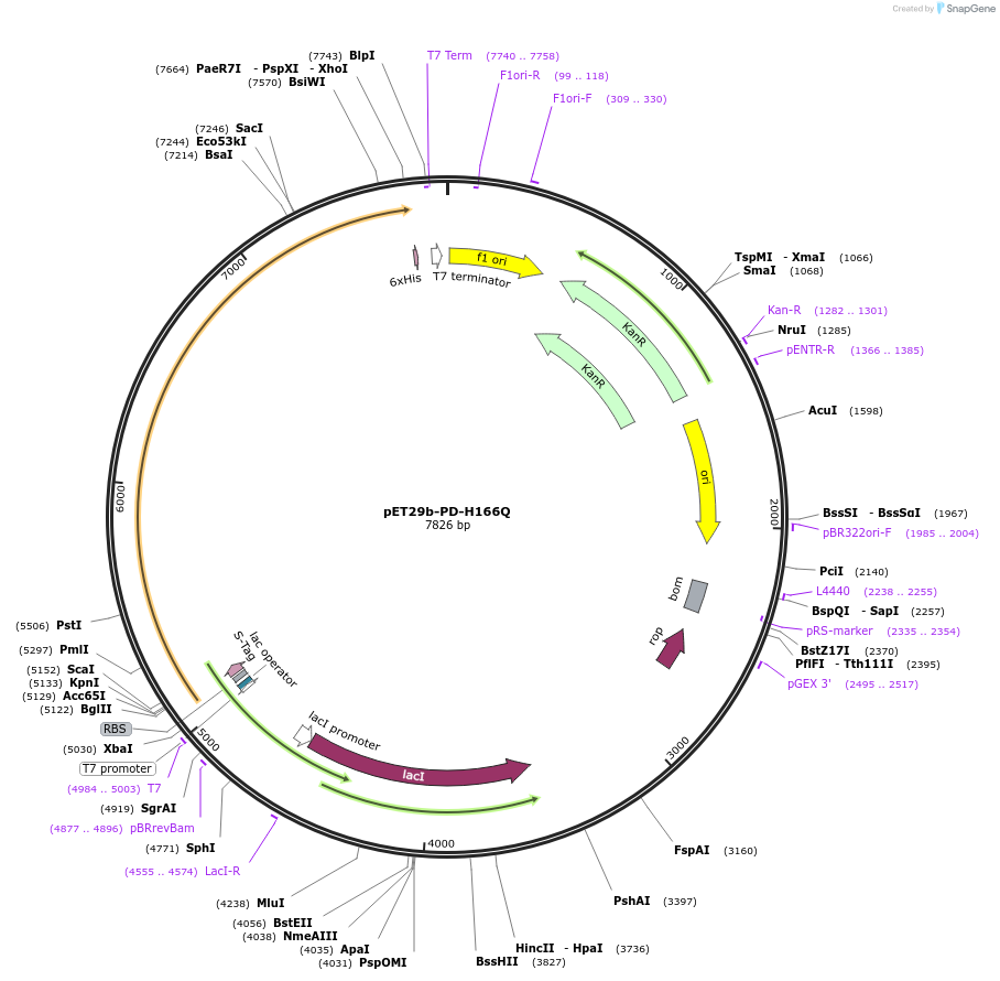 110179-plasmid-map-sequence-id-211445