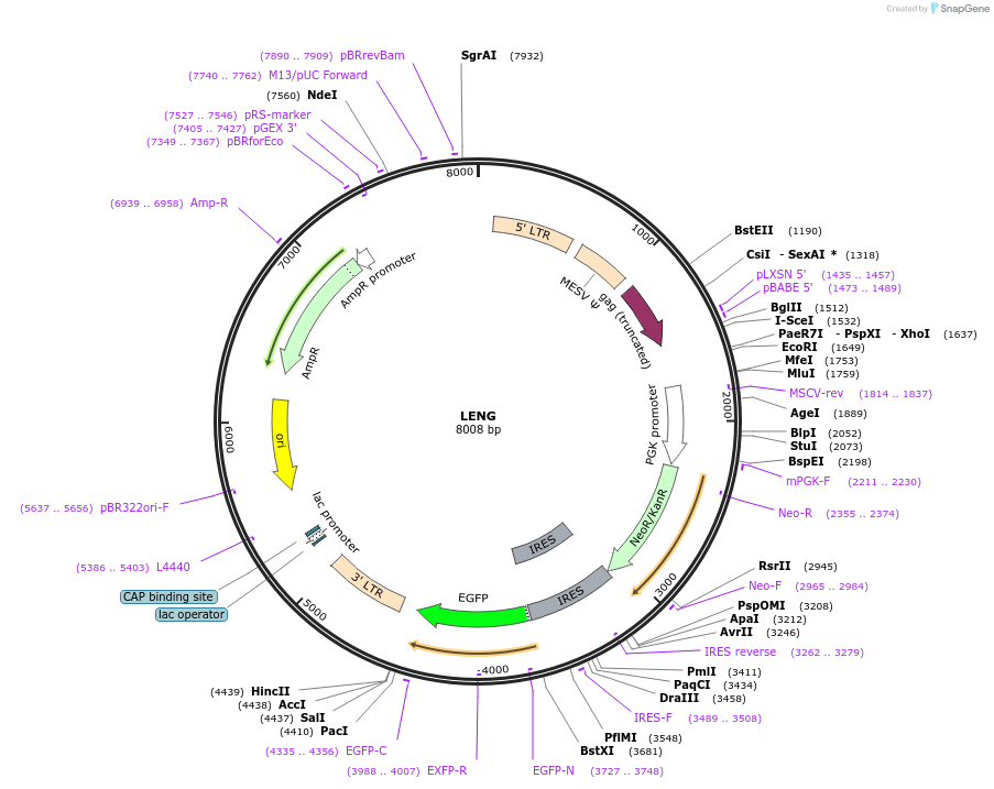 111162-plasmid-map-sequence-id-211458
