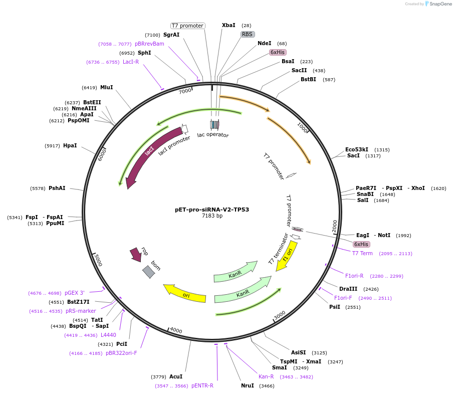111089-plasmid-map-sequence-id-211459