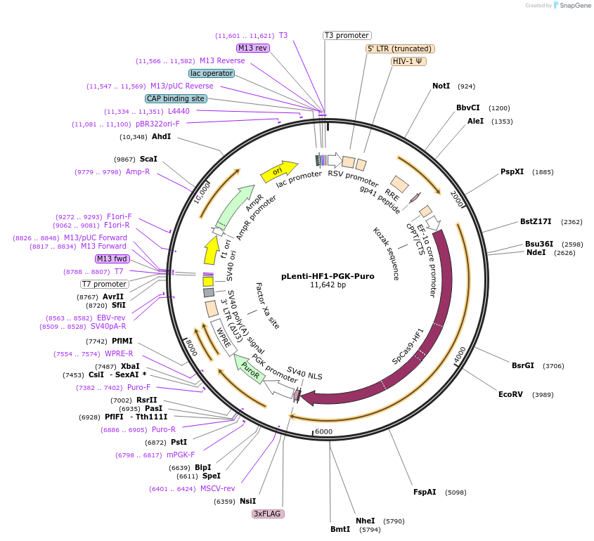 110857-plasmid-map-sequence-id-211460