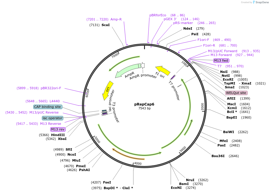 110770-plasmid-map-sequence-id-211461