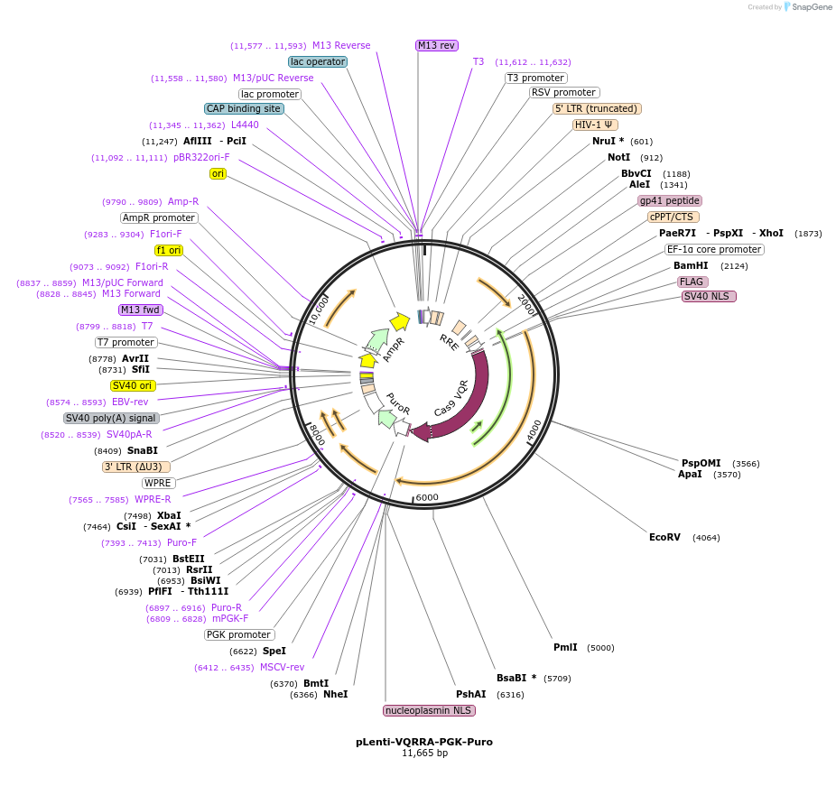 110858-plasmid-map-sequence-id-211463