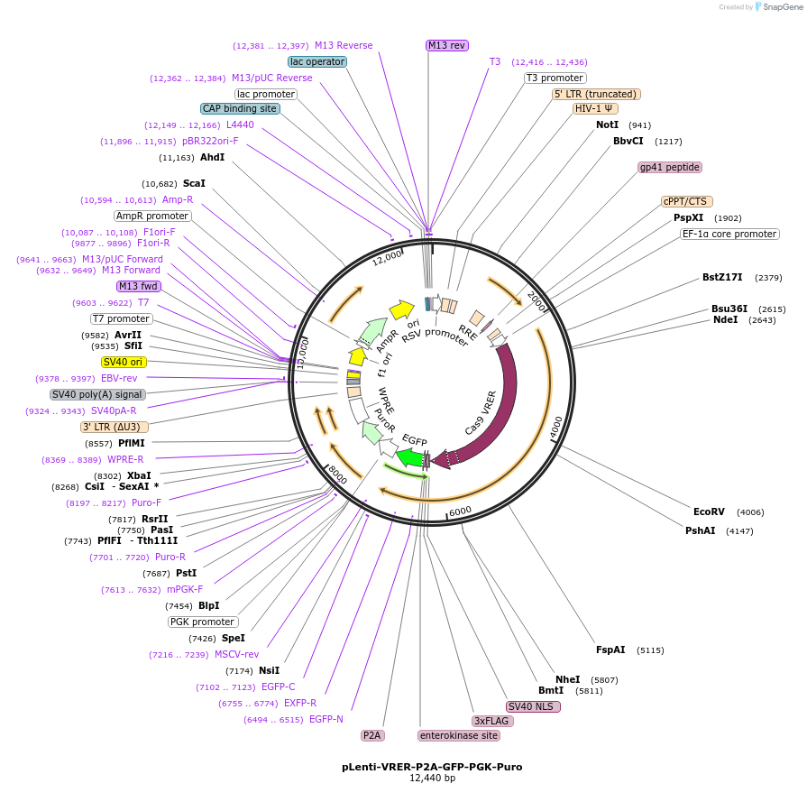 110862-plasmid-map-sequence-id-211465