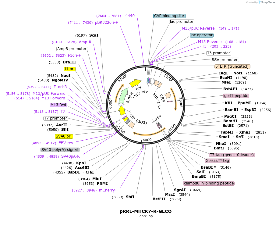 109374-plasmid-map-sequence-id-211466