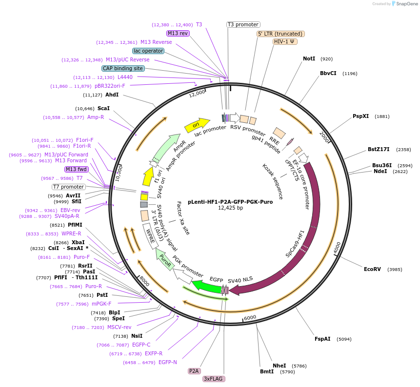 110863-plasmid-map-sequence-id-211467