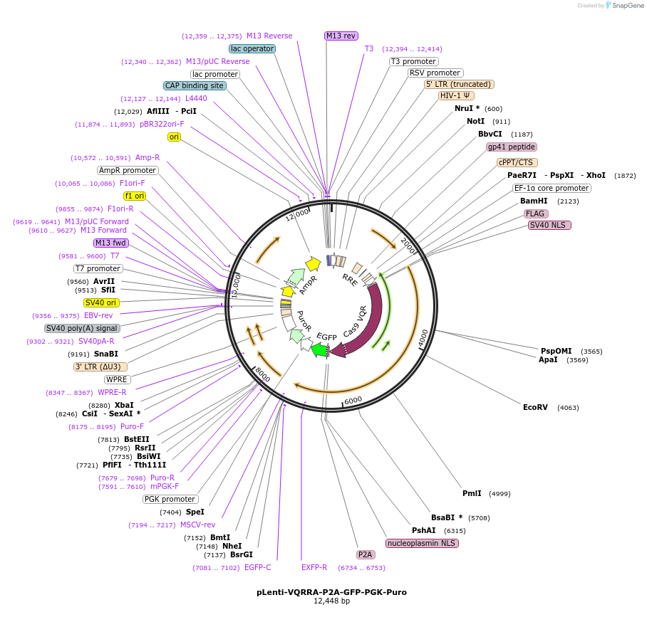 110864-plasmid-map-sequence-id-211469