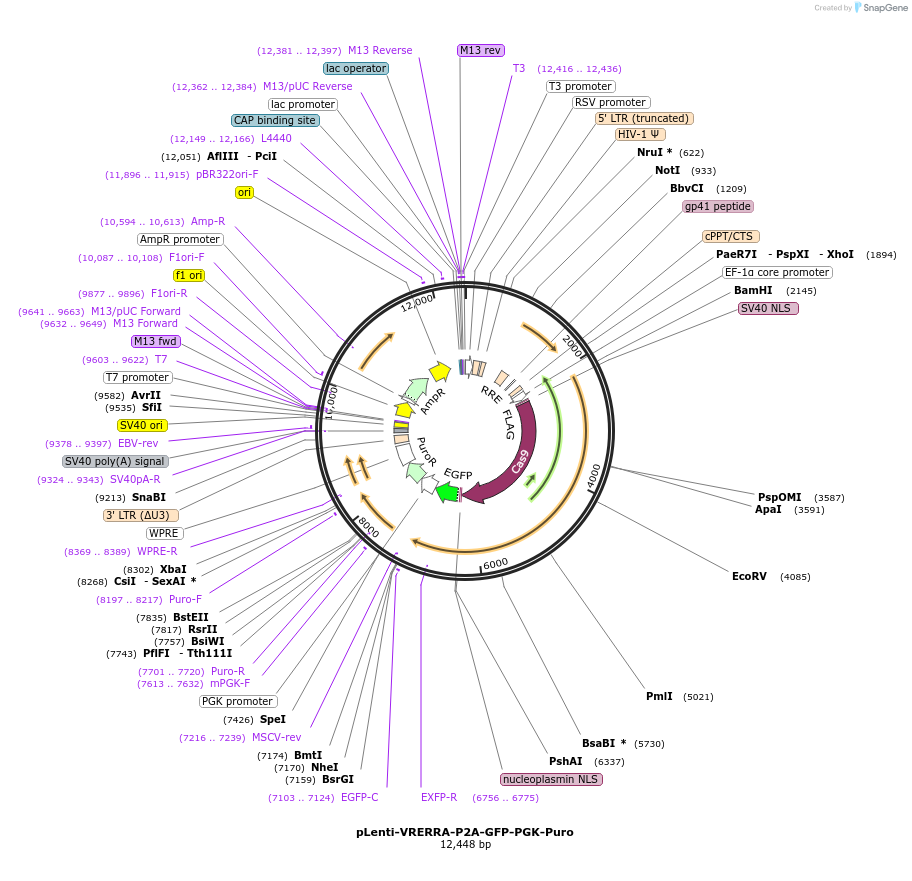 110865-plasmid-map-sequence-id-211470