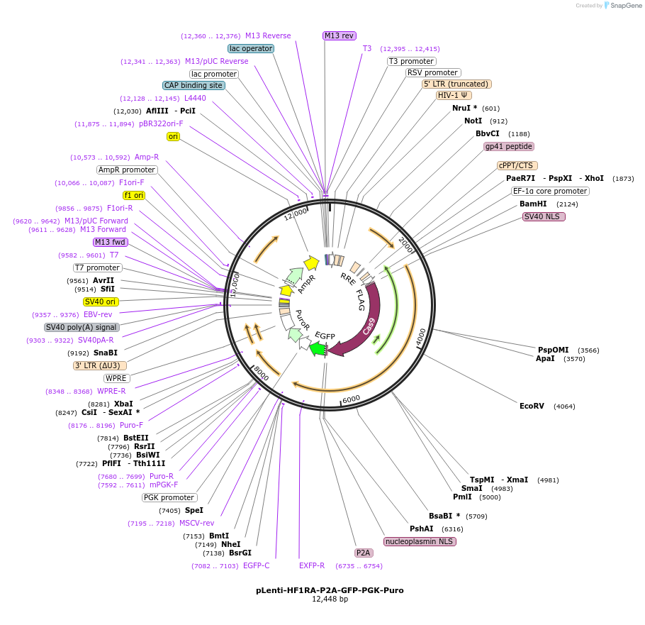 110866-plasmid-map-sequence-id-211472