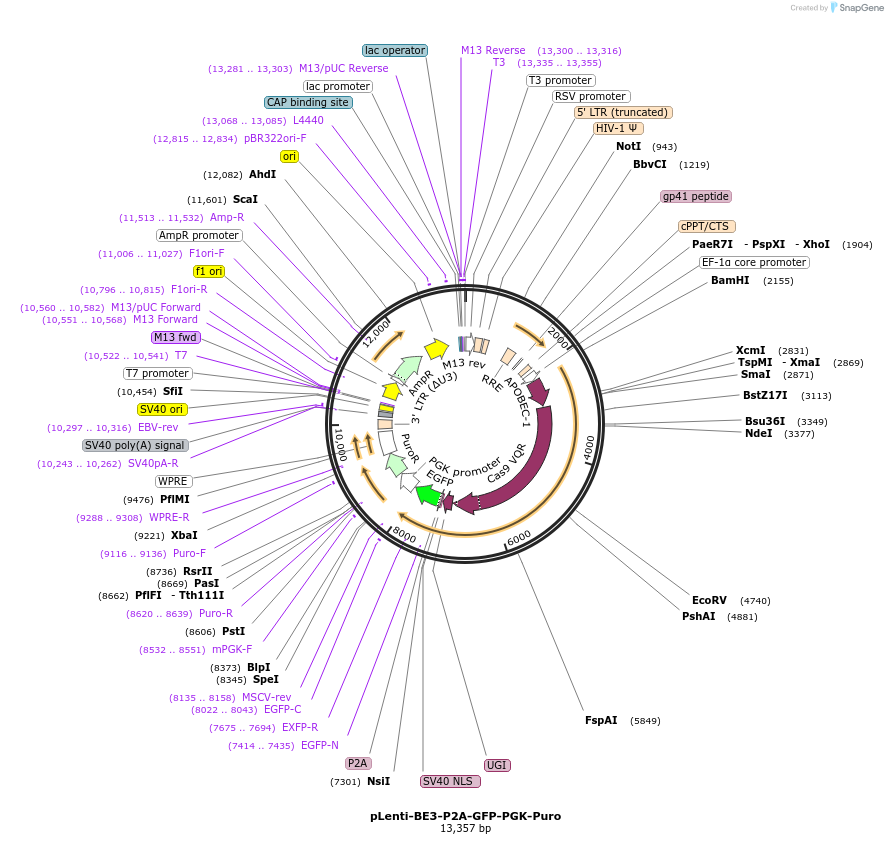 110867-plasmid-map-sequence-id-211475