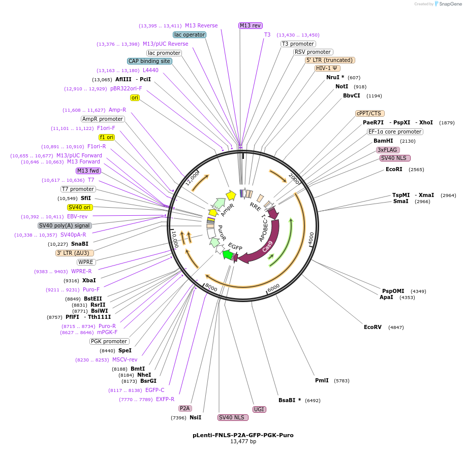 110869-plasmid-map-sequence-id-211476