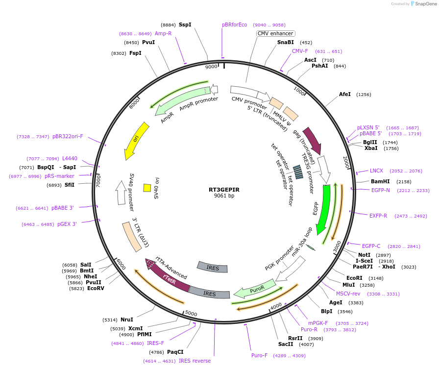 111169-plasmid-map-sequence-id-211488